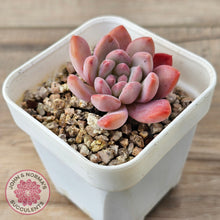 Load image into Gallery viewer, Echeveria 'Pink Jenny'
