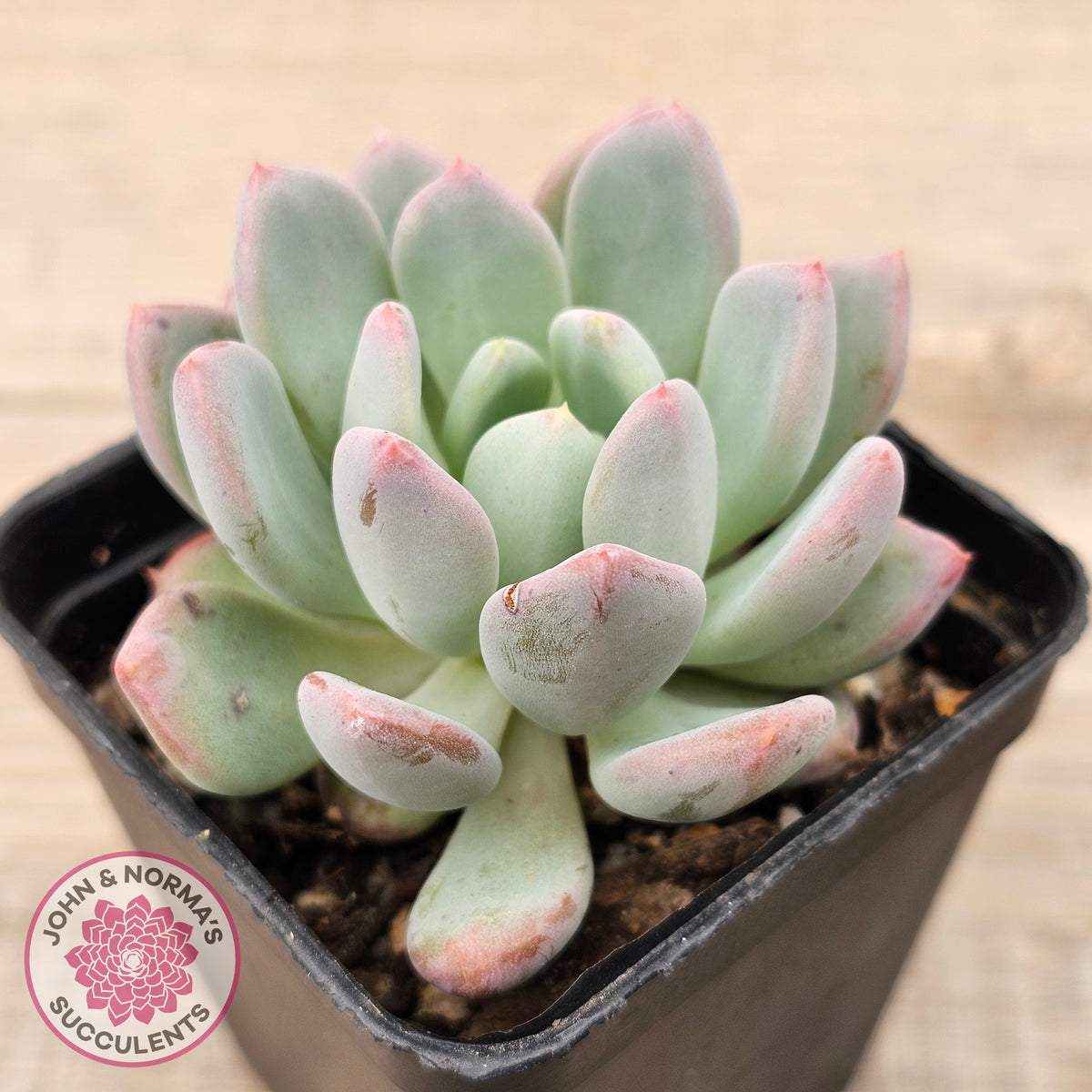 Echeveria 'Pink Jenny'