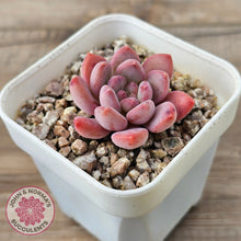 Load image into Gallery viewer, Echeveria 'Pink Jenny'