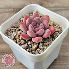 Load image into Gallery viewer, Echeveria 'Pink Jenny'