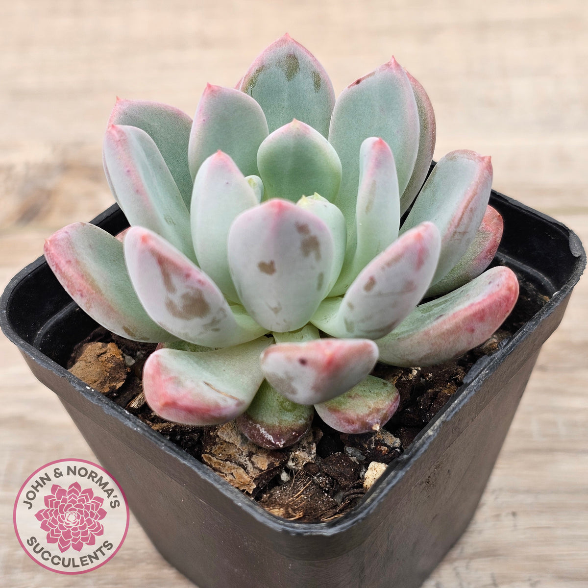 Echeveria 'Pink Jenny'