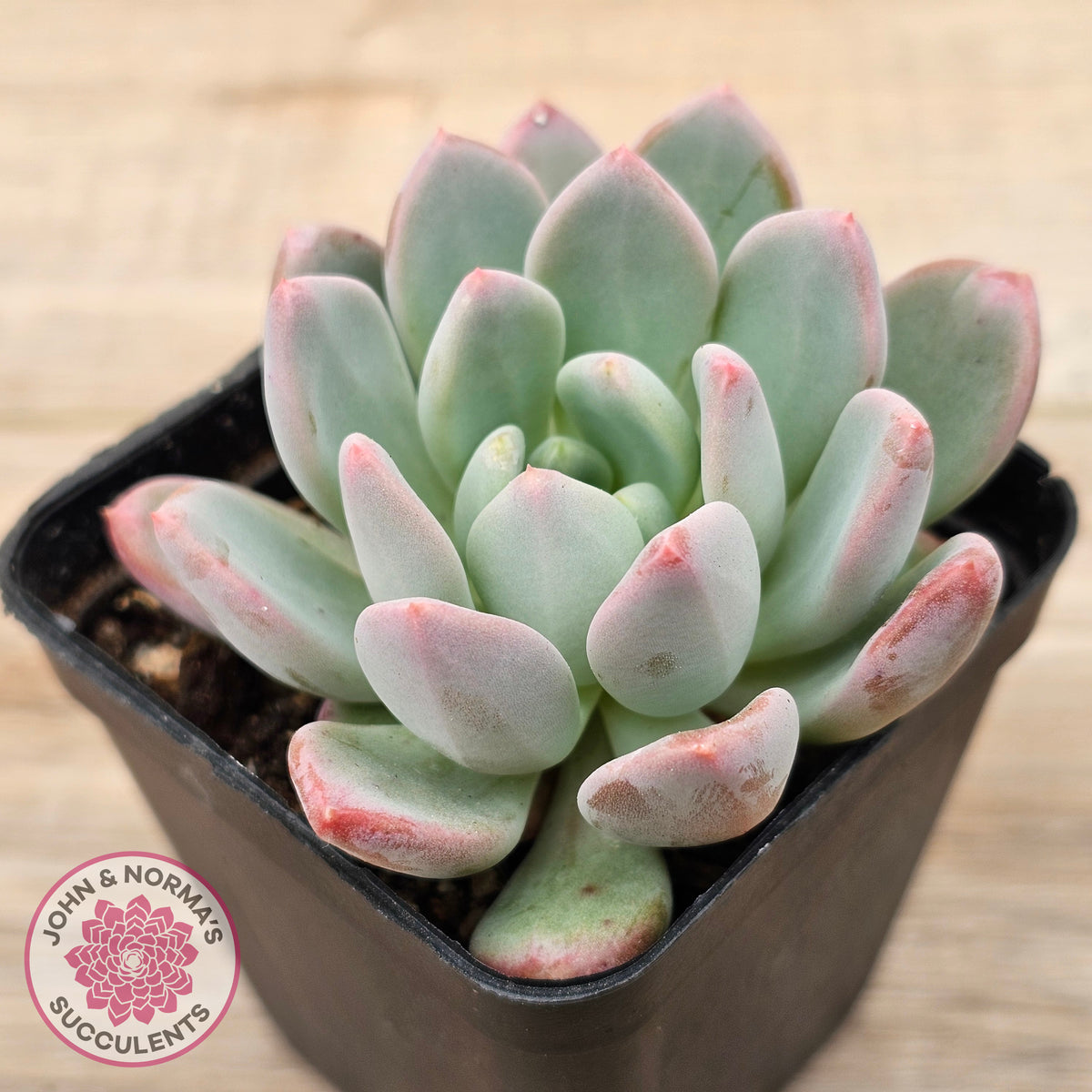 Echeveria 'Pink Jenny'