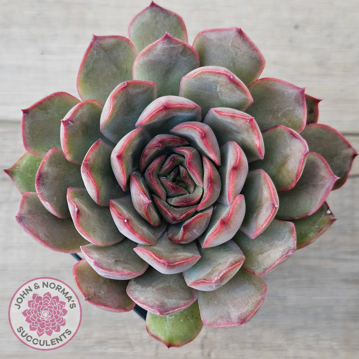 Echeveria 'Pink Lady'