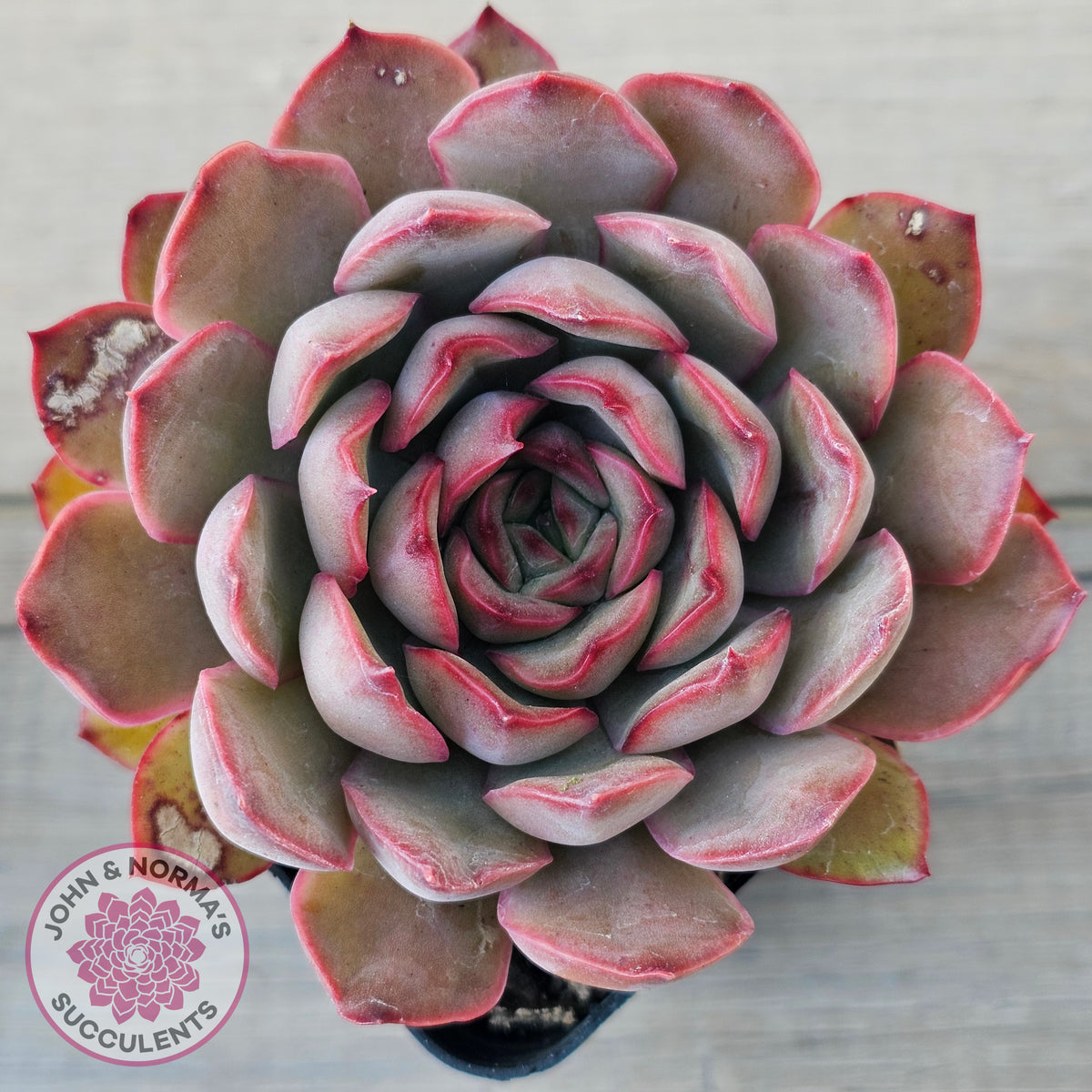 Echeveria 'Pink Lady'