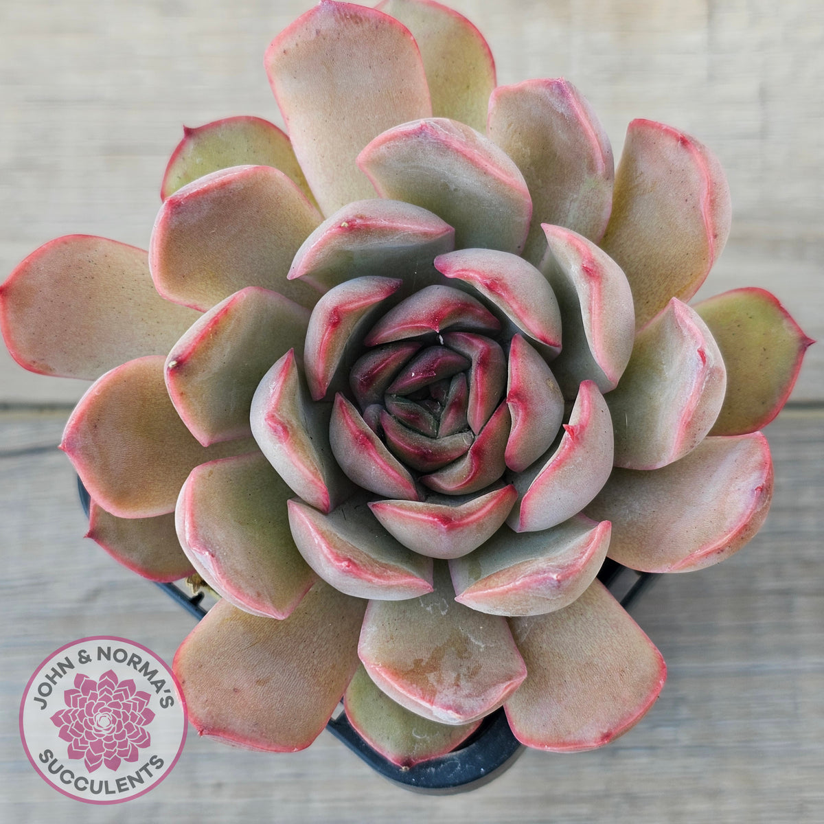 Echeveria 'Pink Lady'