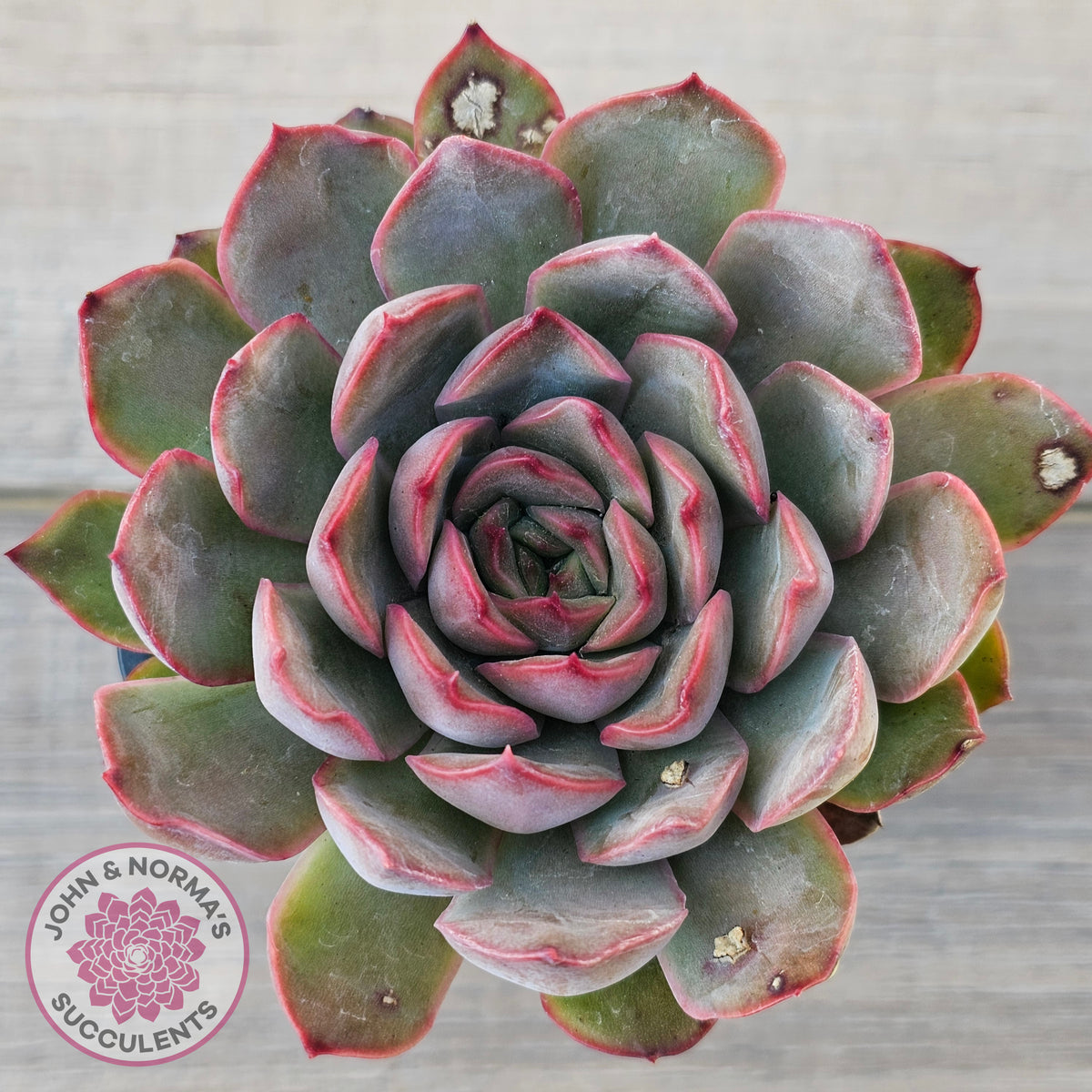 Echeveria 'Pink Lady'