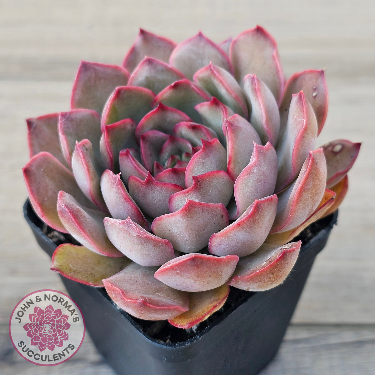 Echeveria 'Pink Lady'