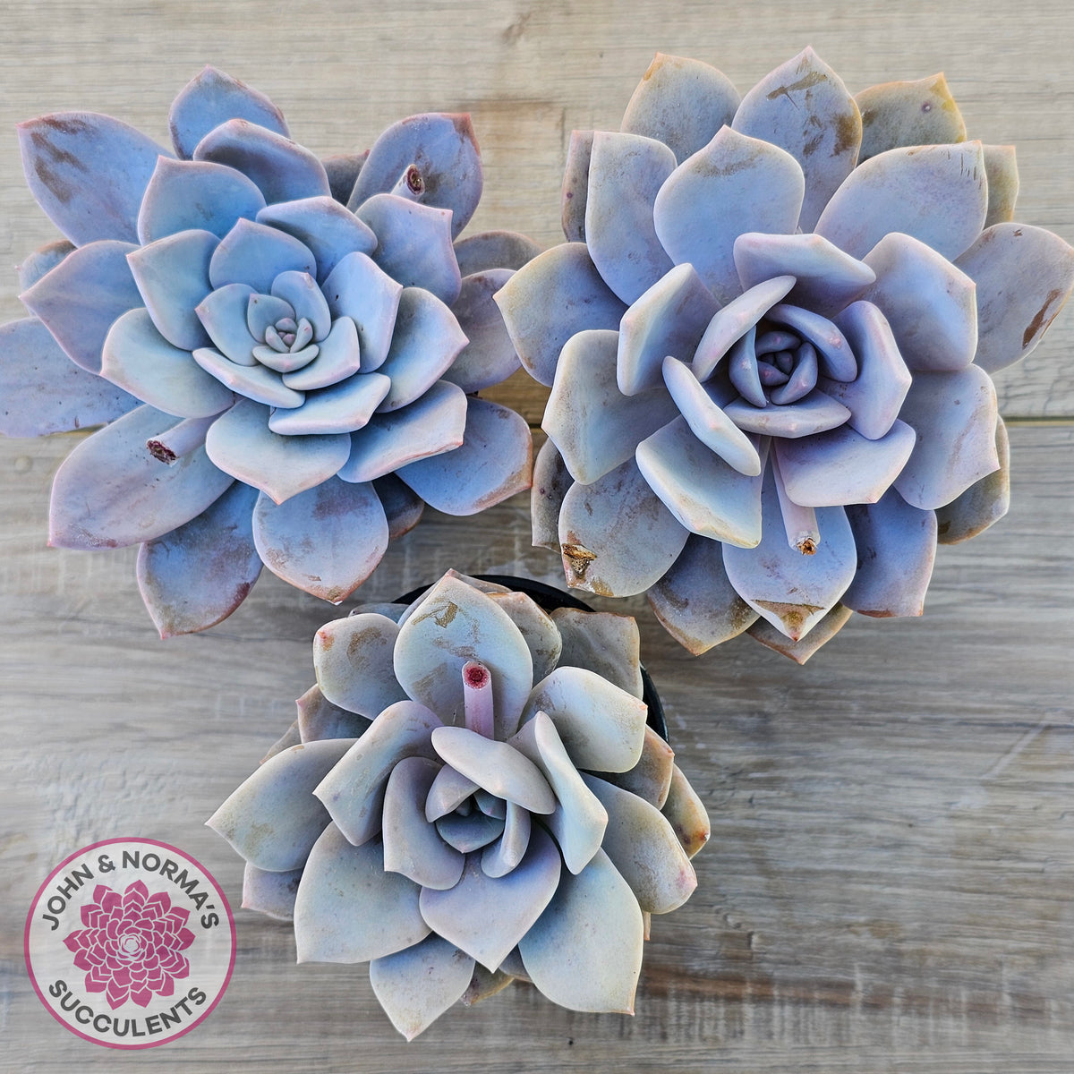 Echeveria 'Pink Laui'