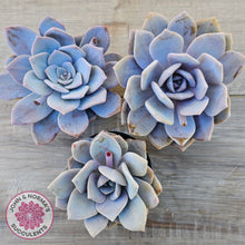 Load image into Gallery viewer, Echeveria 'Pink Laui'