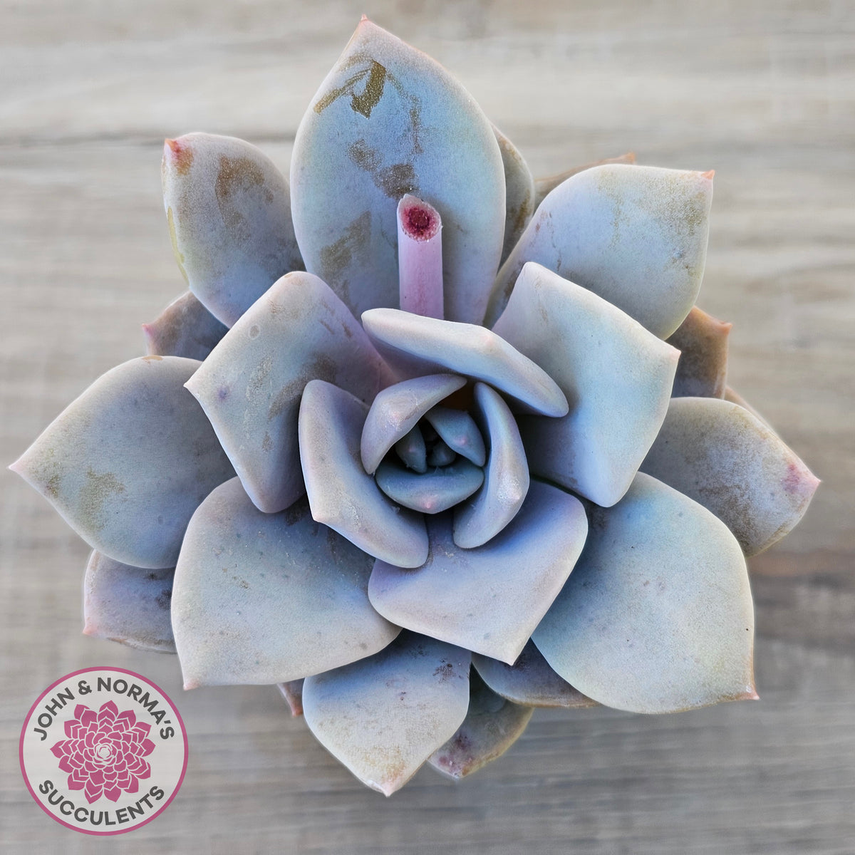 Echeveria 'Pink Laui'