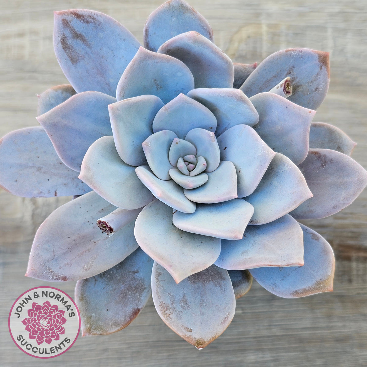 Echeveria 'Pink Laui'