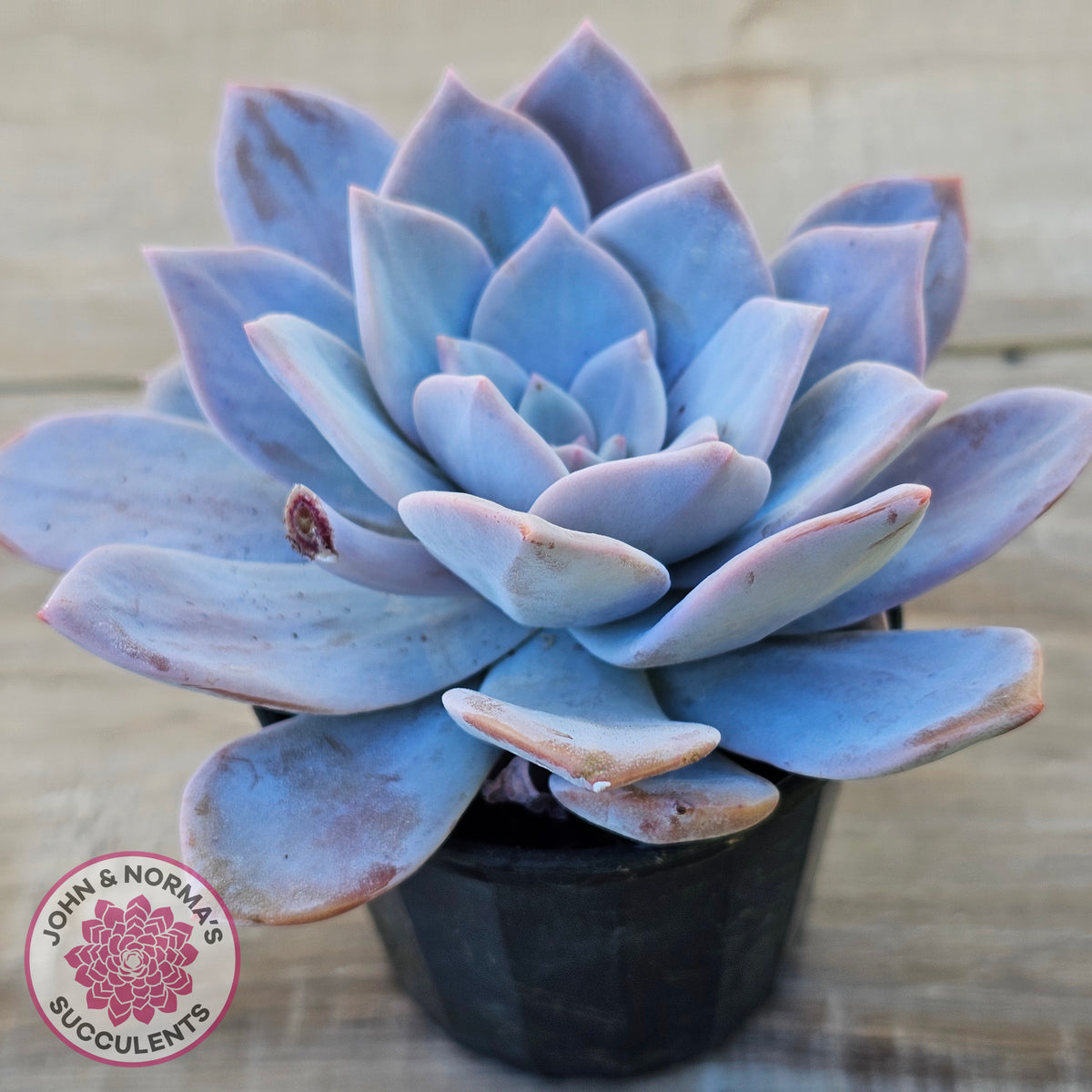 Echeveria 'Pink Laui'