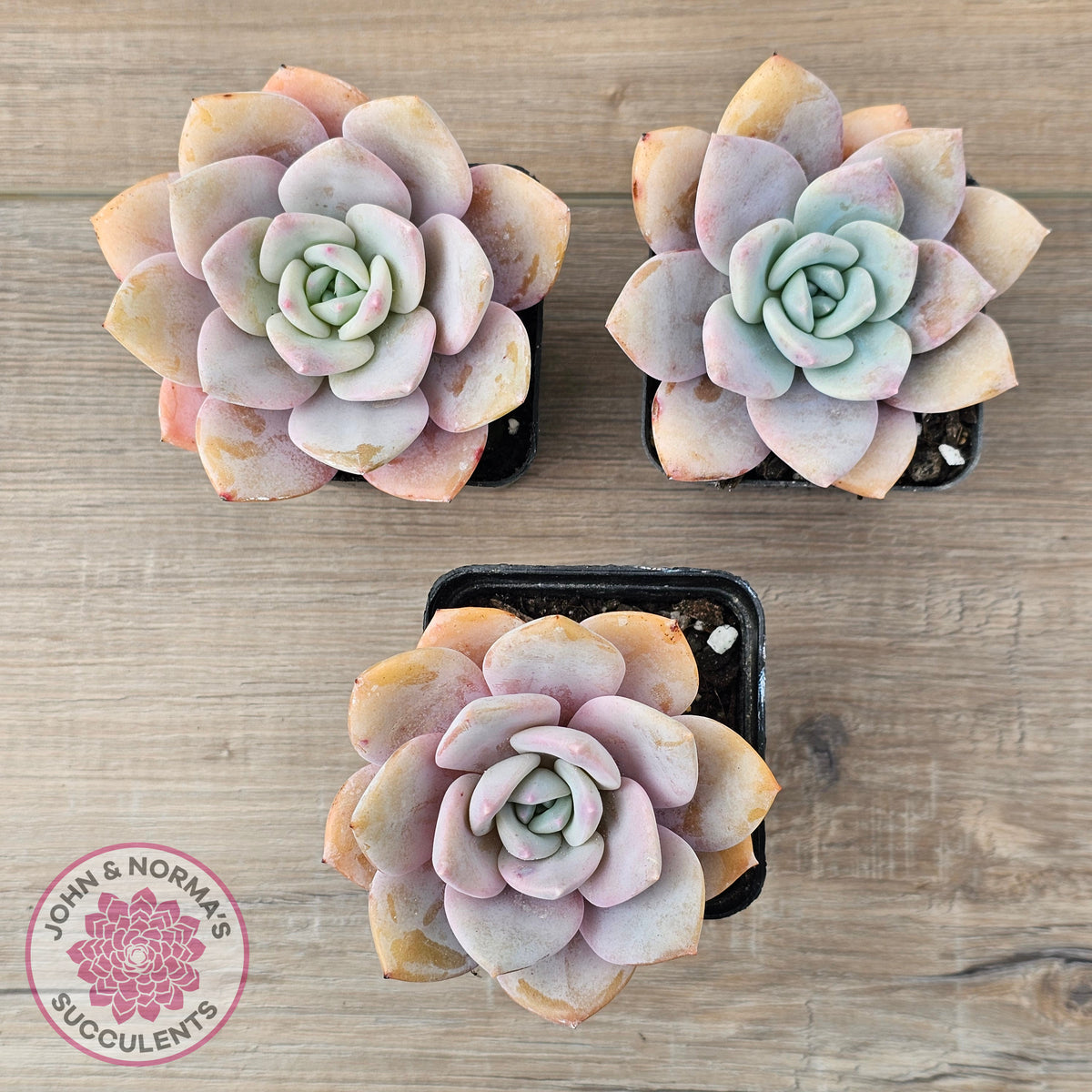 Echeveria 'Pink Laui'