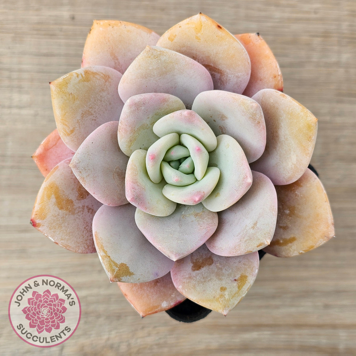 Echeveria 'Pink Laui'