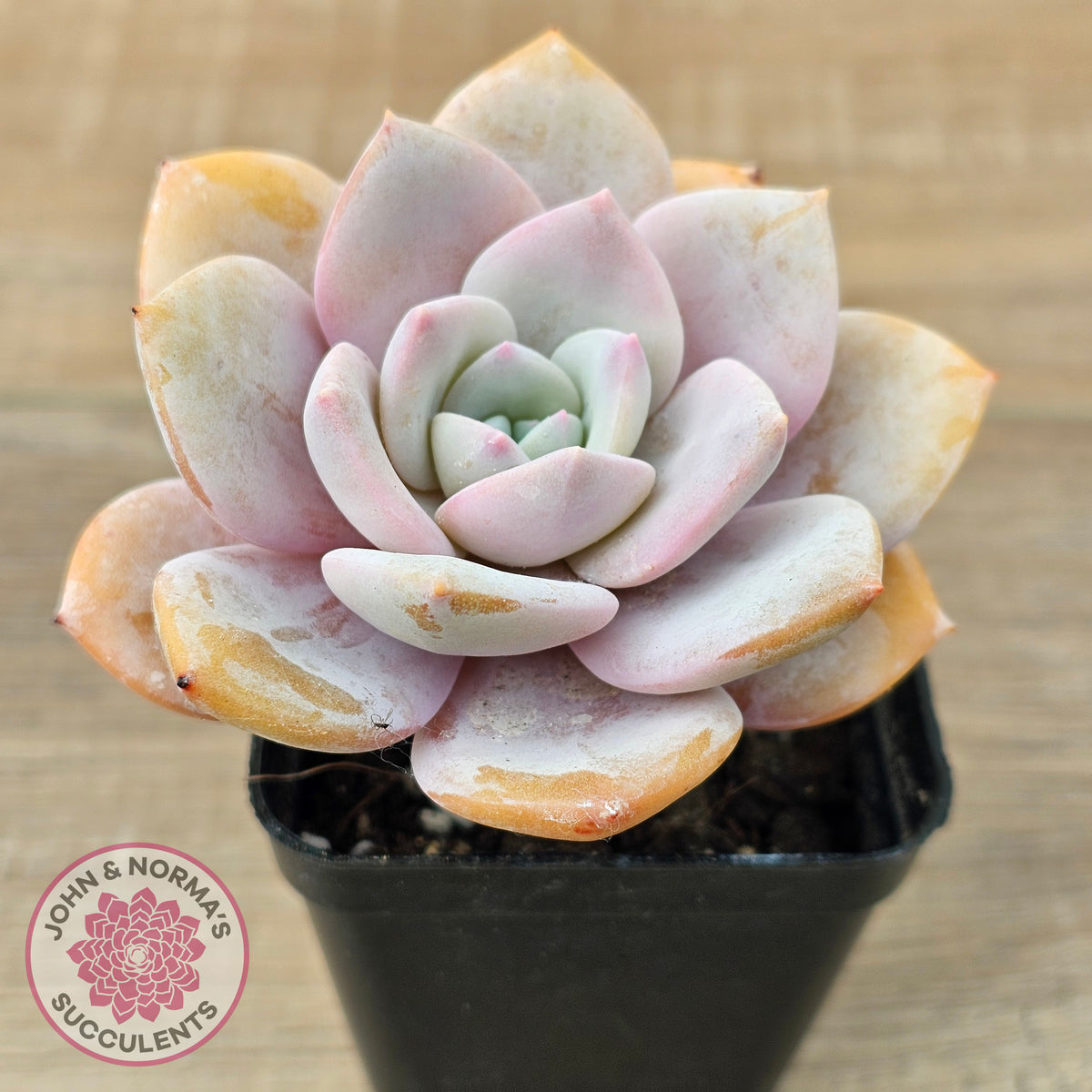 Echeveria 'Pink Laui'