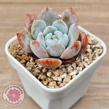 Load image into Gallery viewer, Echeveria 'Pink Lover' - John & Norma's Succulents Australia