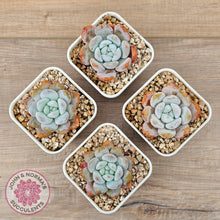 Load image into Gallery viewer, Echeveria 'Pink Lover' - John & Norma's Succulents Australia