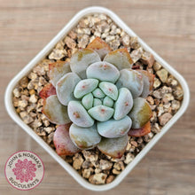 Load image into Gallery viewer, Echeveria 'Pink Lover' - John & Norma's Succulents Australia