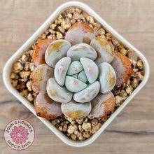 Load image into Gallery viewer, Echeveria 'Pink Lover' - John & Norma's Succulents Australia