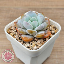 Load image into Gallery viewer, Echeveria 'Pink Lover'