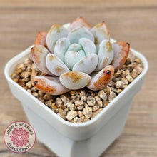 Load image into Gallery viewer, Echeveria 'Pink Lover' - John & Norma's Succulents Australia