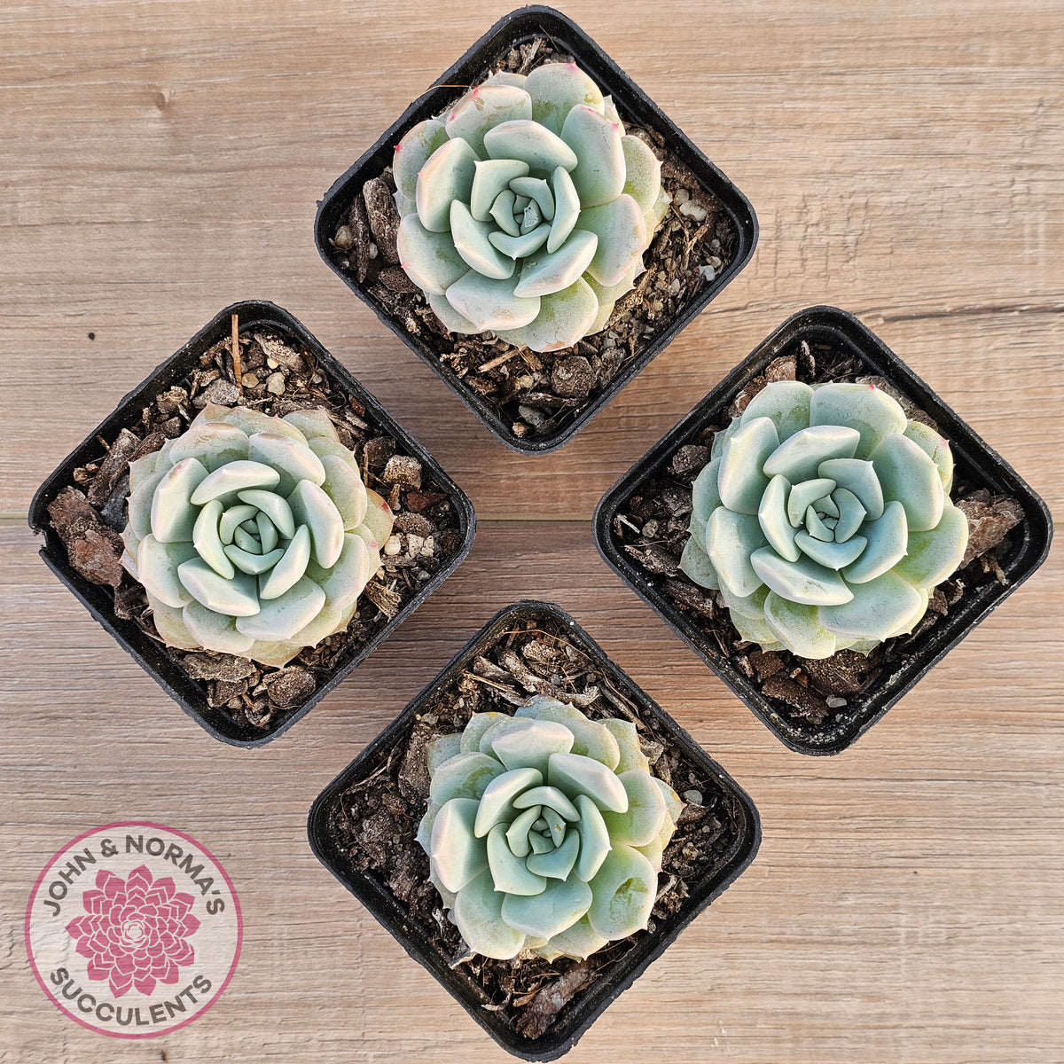 Echeveria 'Pink Smoothie'