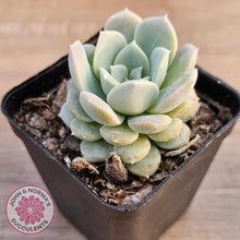 Load image into Gallery viewer, Echeveria 'Pink Smoothie'