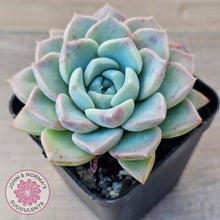 Load image into Gallery viewer, Echeveria 'Pink Star'