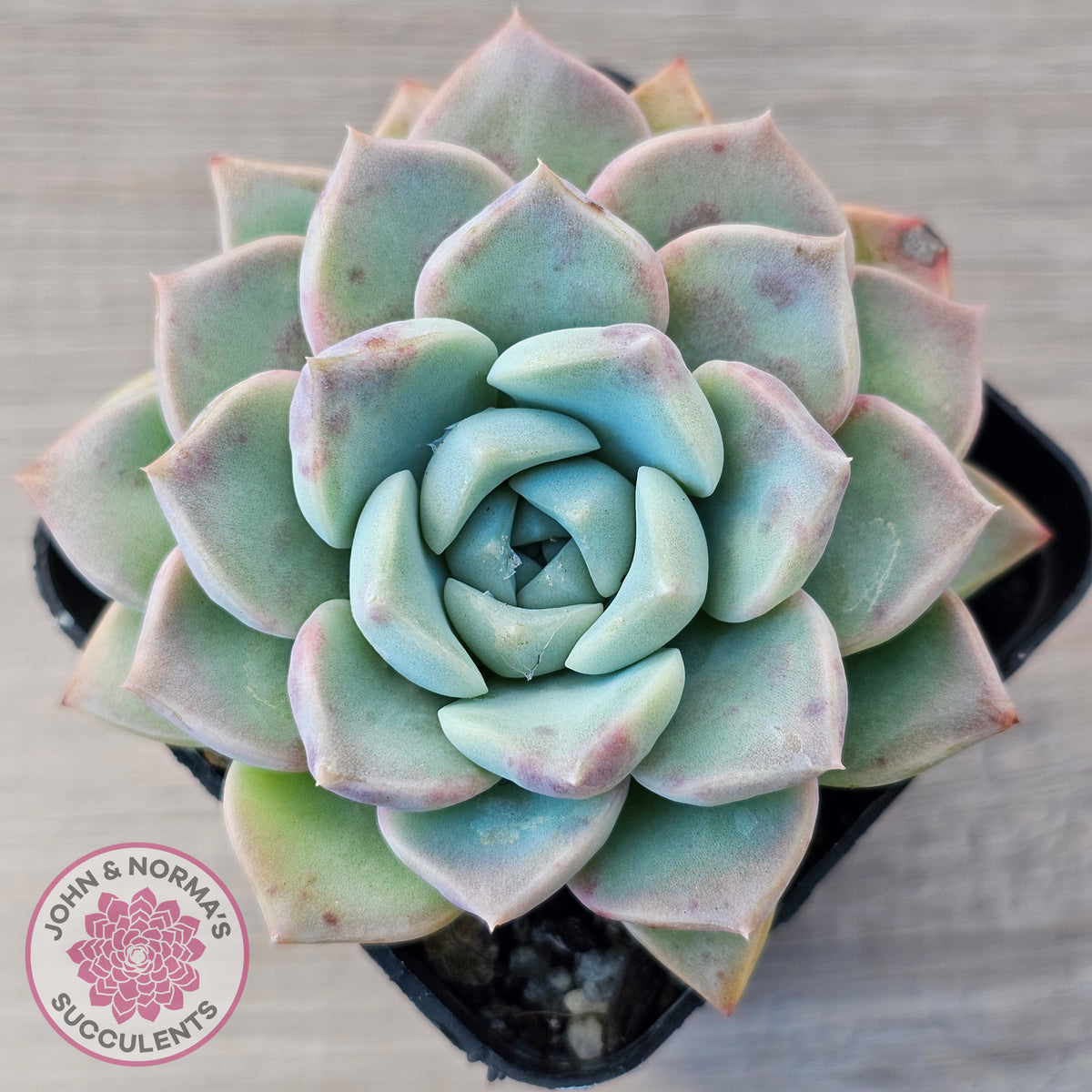 Echeveria 'Pink Star'