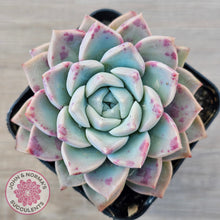 Load image into Gallery viewer, Echeveria 'Pink Star'