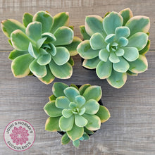 Load image into Gallery viewer, Echeveria 'Pink Vera' Variegated
