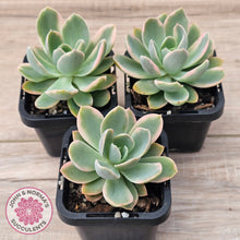 Load image into Gallery viewer, Echeveria 'Pink Vera' Variegated