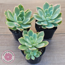 Load image into Gallery viewer, Echeveria 'Pink Vera' Variegated