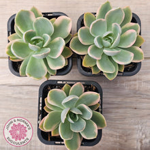 Load image into Gallery viewer, Echeveria 'Pink Vera' Variegated