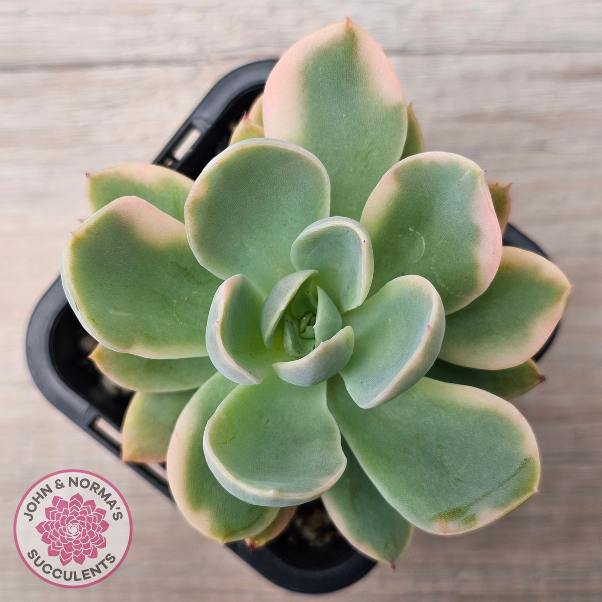 Echeveria 'Pink Vera' Variegated