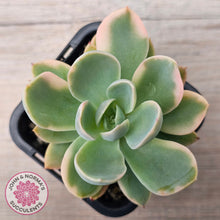 Load image into Gallery viewer, Echeveria 'Pink Vera' Variegated