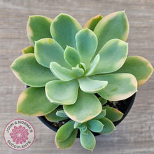 Load image into Gallery viewer, Echeveria 'Pink Vera' Variegated