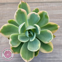 Load image into Gallery viewer, Echeveria 'Pink Vera' Variegated