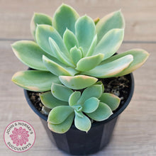 Load image into Gallery viewer, Echeveria 'Pink Vera' Variegated