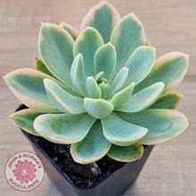 Load image into Gallery viewer, Echeveria 'Pink Vera' Variegated