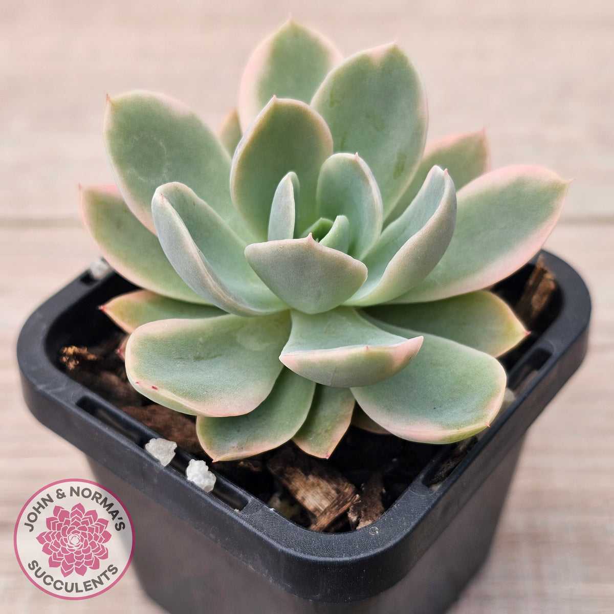 Echeveria 'Pink Vera' Variegated