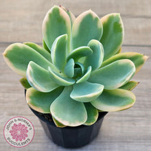 Load image into Gallery viewer, Echeveria 'Pink Vera' Variegated