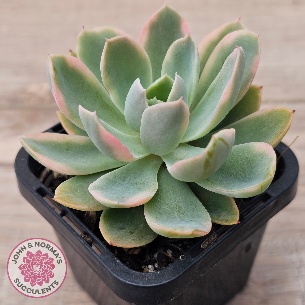 Echeveria 'Pink Vera' Variegated