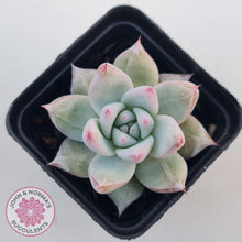 Load image into Gallery viewer, Echeveria 'Polar Bear' - John & Norma's Succulents Australia
