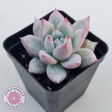Load image into Gallery viewer, Echeveria 'Polar Bear' - John & Norma's Succulents Australia