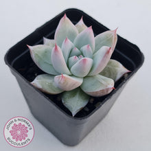 Load image into Gallery viewer, Echeveria 'Polar Bear' - John & Norma's Succulents Australia