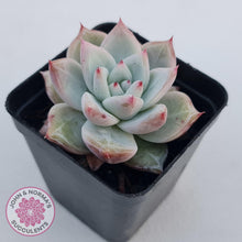 Load image into Gallery viewer, Echeveria 'Polar Bear' - John & Norma's Succulents Australia