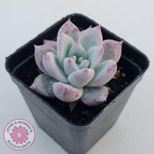 Load image into Gallery viewer, Echeveria 'Polar Bear' - John & Norma's Succulents Australia
