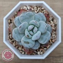 Load image into Gallery viewer, Echeveria 'Pomegranate Hosikage' - John & Norma's Succulents Australia