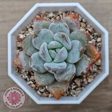 Load image into Gallery viewer, Echeveria 'Pomegranate Hosikage' - John & Norma's Succulents Australia